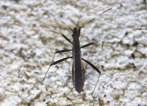 Réf. 216 991 : Micrelytra fossularum
